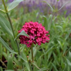 Centranthus ruber ---